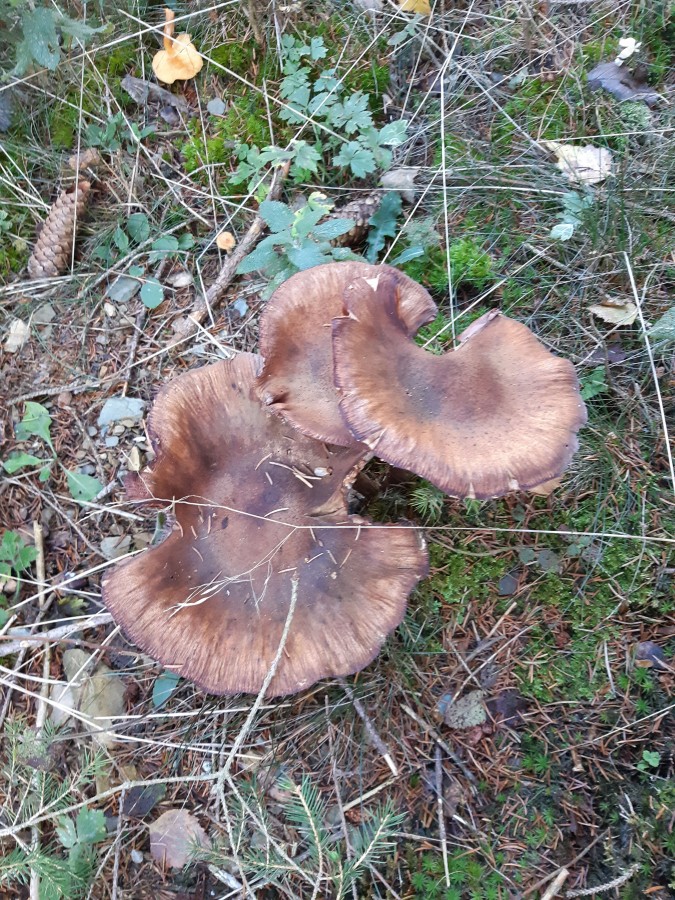 Armillaria ostoyae 20181118_134739.jpg