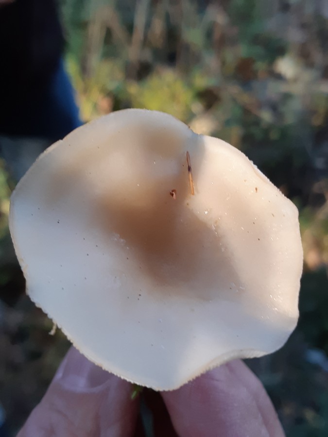 Clitocybe deceptiva 20181118_135137.jpg