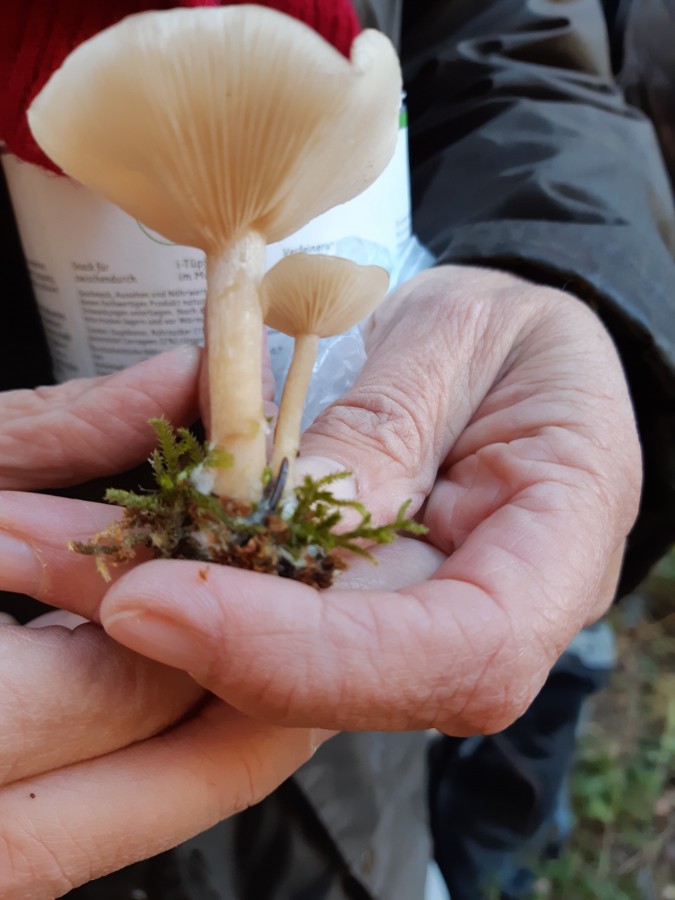 Clitocybe deceptiva2 20181118_135104.jpg