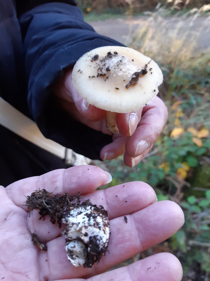 Amanita gemmata 20181118_135334.jpg