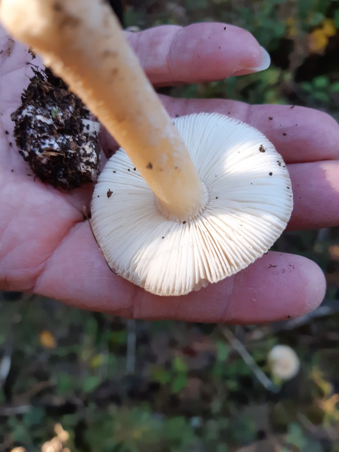 Amanita gemmata1 20181118_135327.jpg