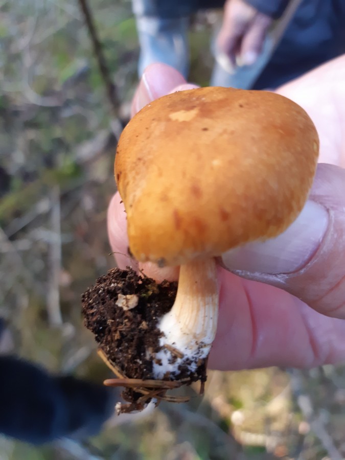 Gymnopilus sapineus 20181118_135910.jpg