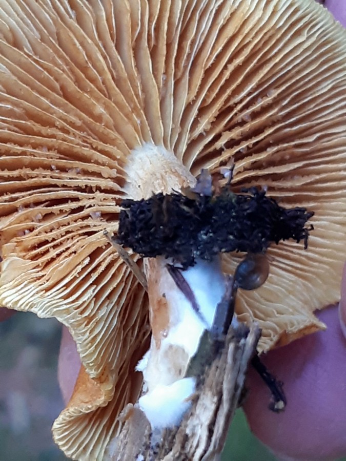 Gymnopilus sapineus1 20181118_140000.jpg