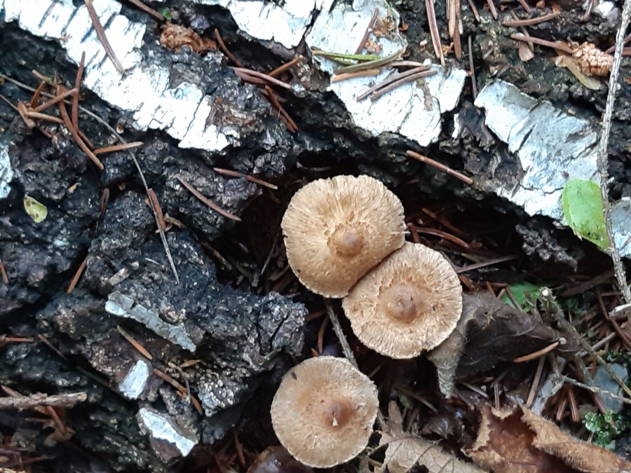 Inocybe sindonia 20181118_141731.jpg