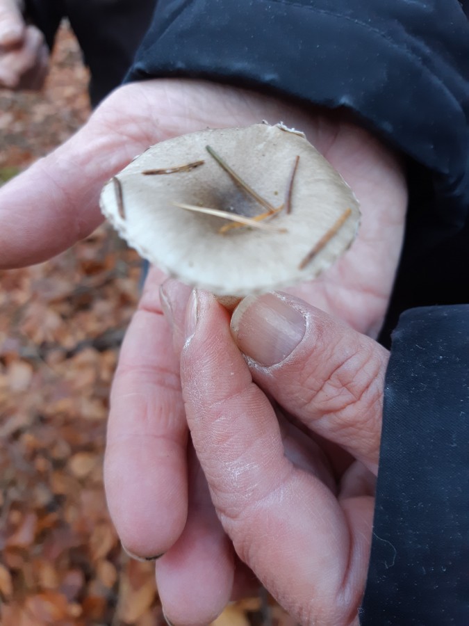 Hygrophorus agathosmus 20181118_142425.jpg