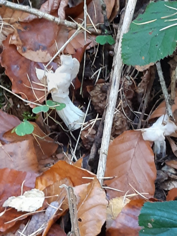 Helvella crispa 20181118_144007.jpg