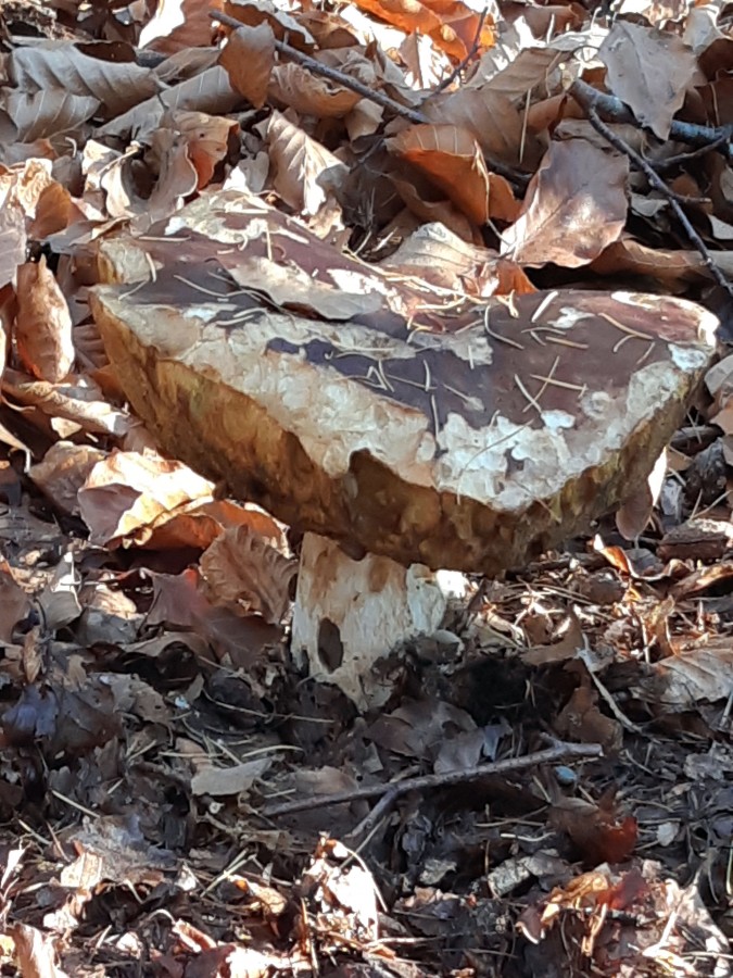 Boletus edulis 20181118_144730.jpg