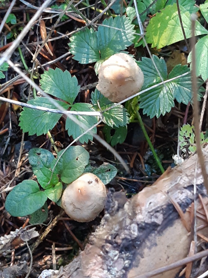 20181118_133208 Conocybe macrocephala.jpg