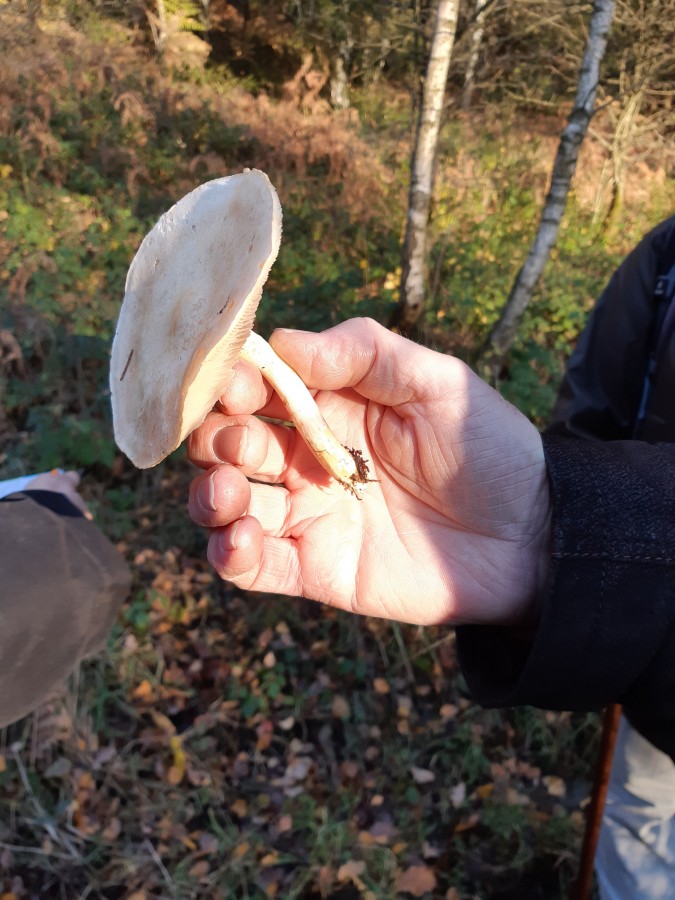 20181118_152206 Tricholoma sulphurescens.jpg