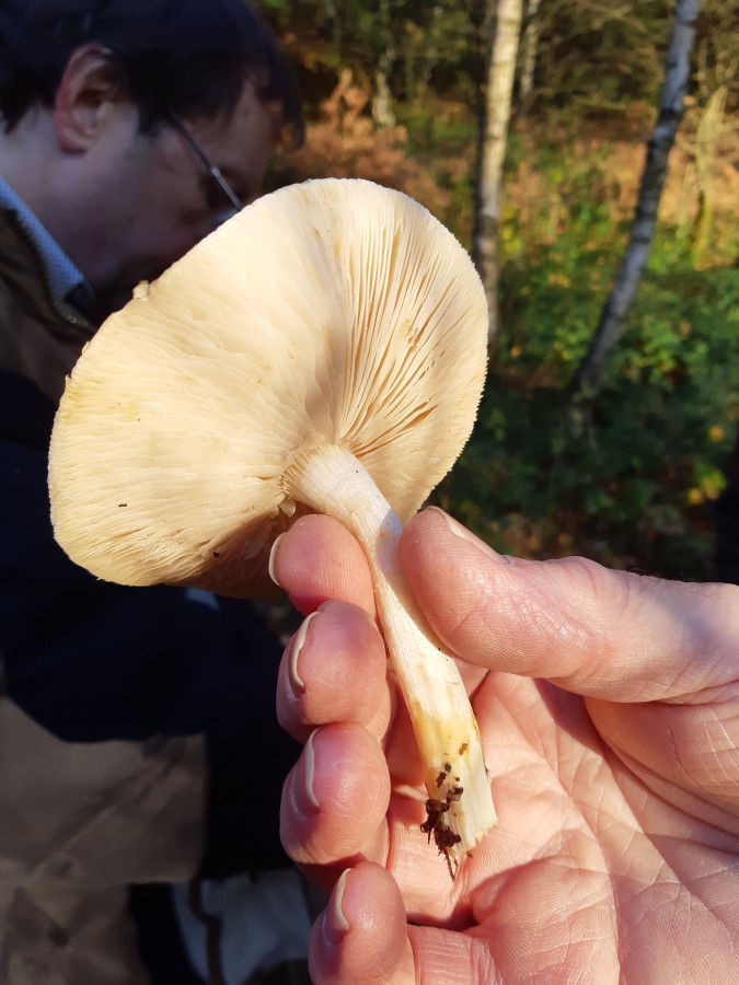 20181118_152214 Tricholoma sulphurescens1.jpg