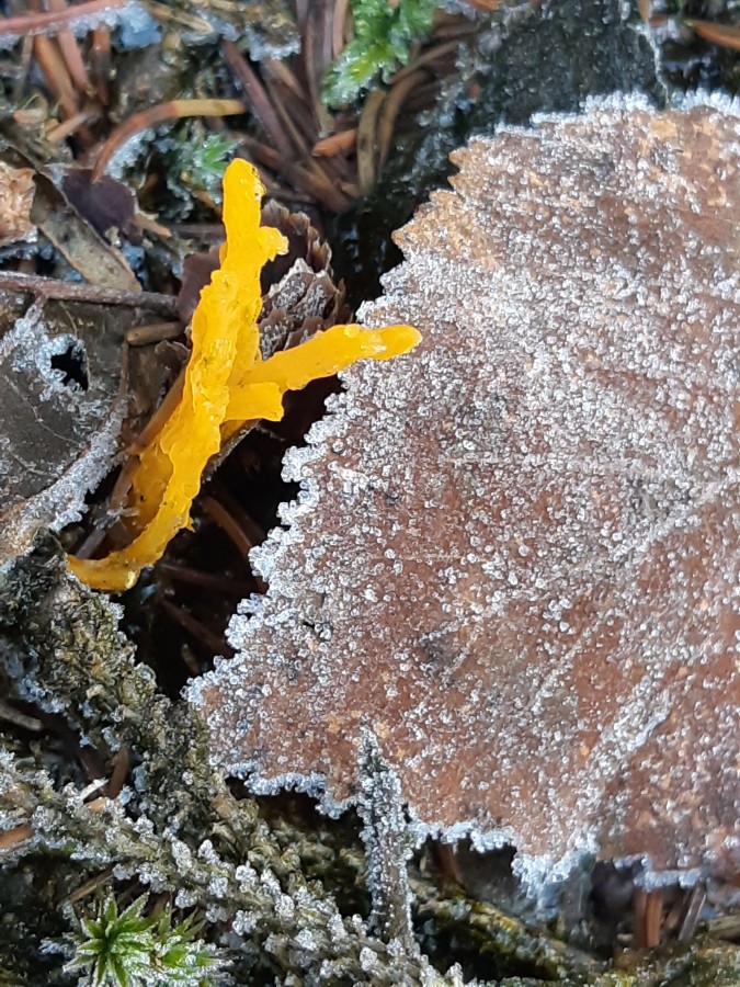 20181118_152544 Calocera viscosa.jpg