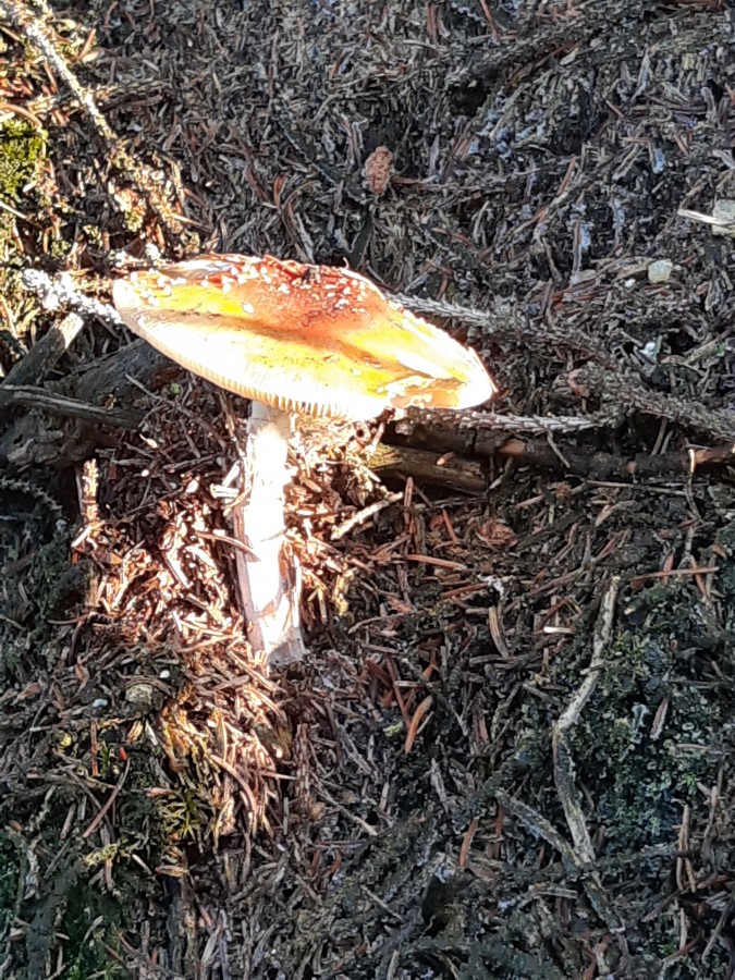 20181118_141312 Amanita muscaria.jpg