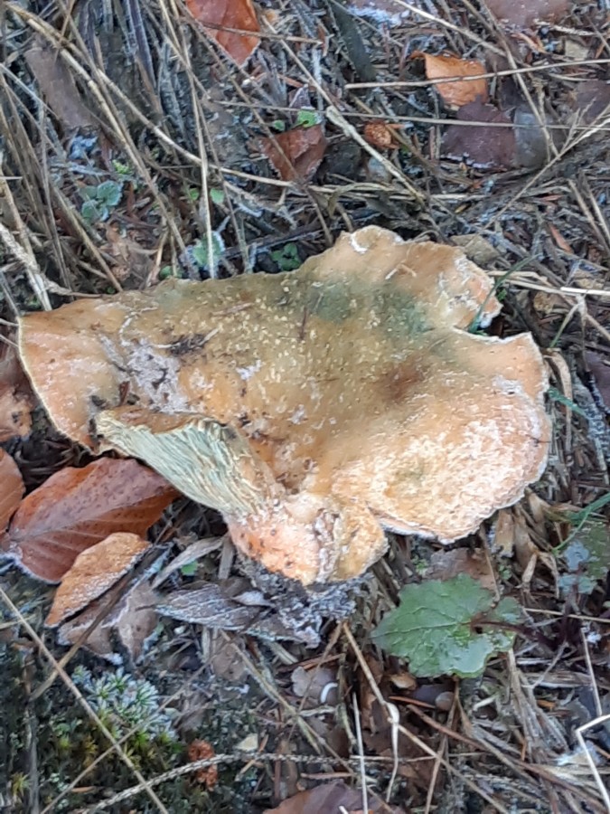 20181118_153143 Lactarius deterrimus.jpg