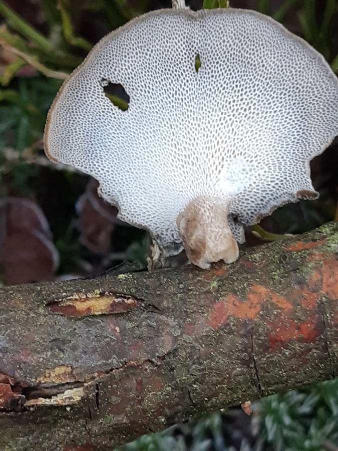 20181118_153226 Polyporus brumalis.jpg