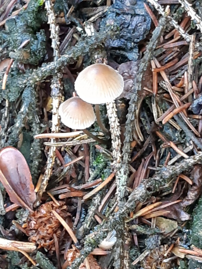 20181118_153314 Mycena flavescens.jpg