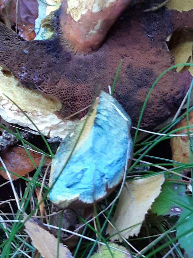 20181118_154327 Boletus erythropus1.jpg