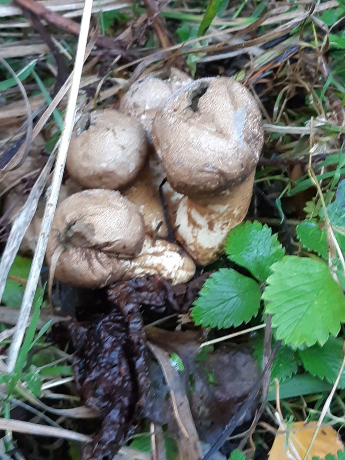 20181118_155657 Lycoperdon excipuliforme.jpg