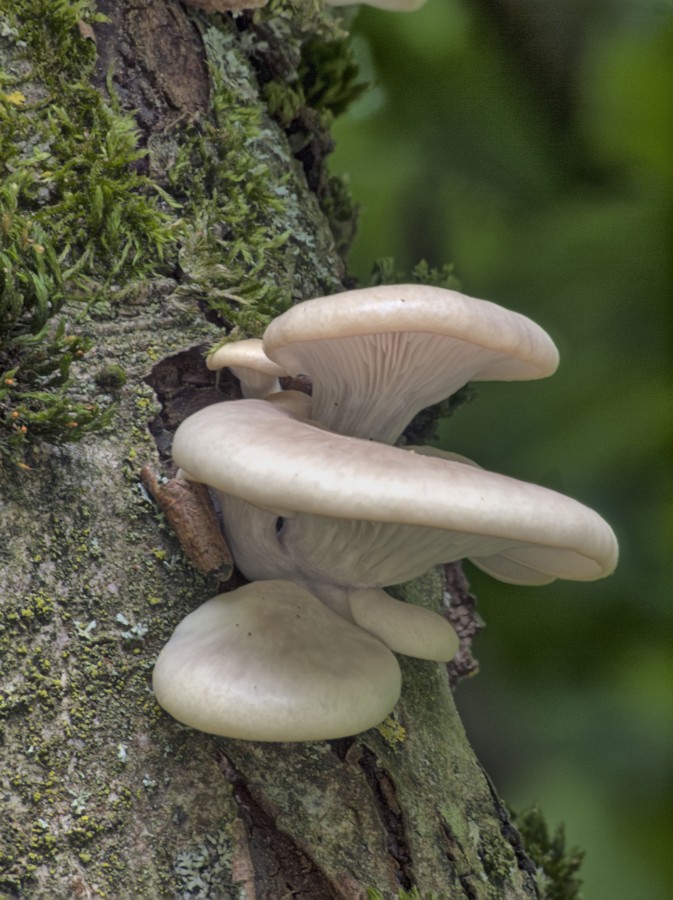 Lungenseitling (Pleurotus pulmonarius)