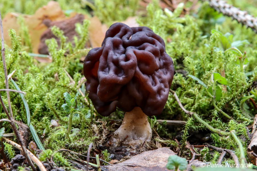 Frühjahrslorchel (Gyromitra esculenta)