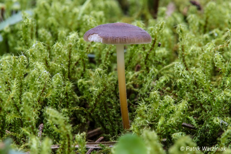 Bitterer Kiefernzapfenrübling (Strobilurus tenacellus)