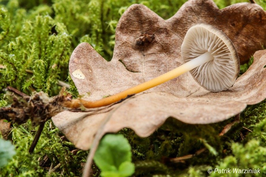 Bitterer Kiefernzapfenrübling (Strobilurus tenacellus)