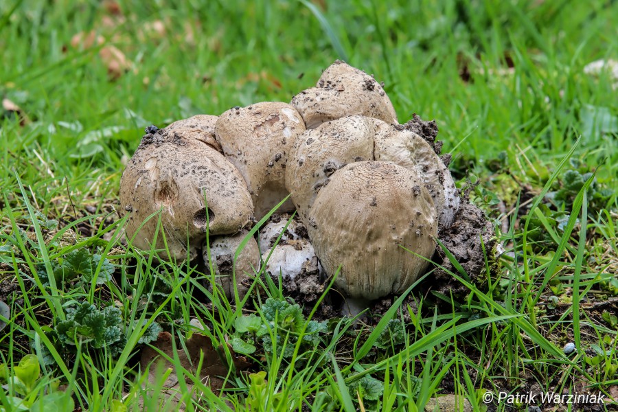 Braunschuppiger Faltentintling (Coprinopsis romagnesiana)