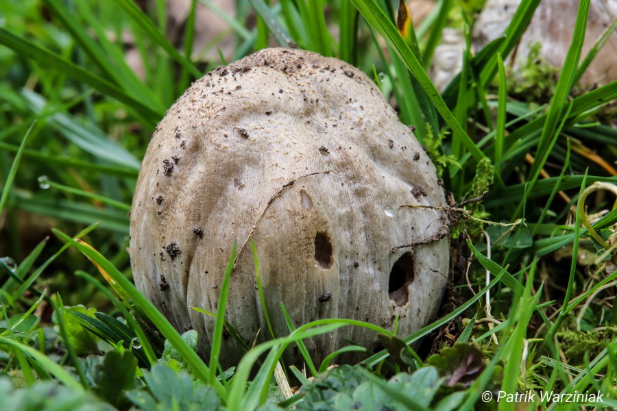 Braunschuppiger Faltentintling (Coprinopsis romagnesiana)