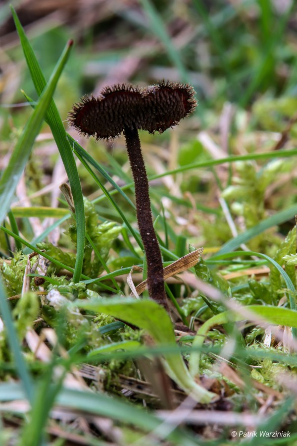 Ohrlöffelstacheling (Auriscalpium vulgare)