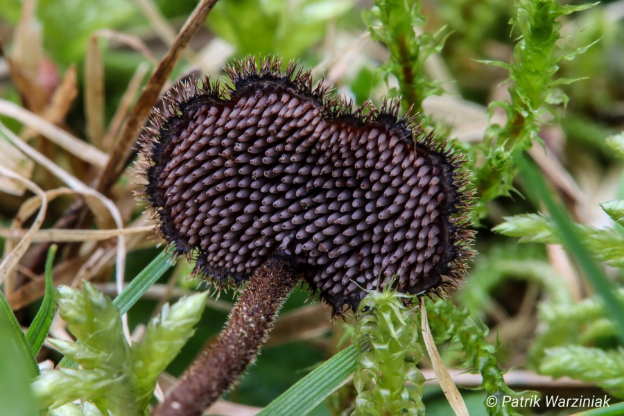 Ohrlöffelstacheling (Auriscalpium vulgare)