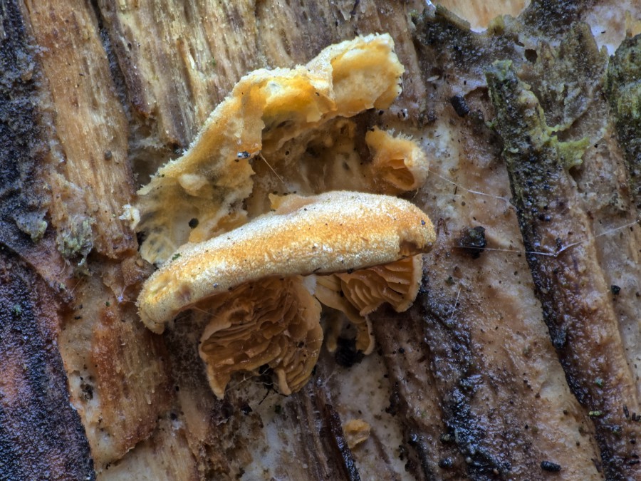 an  einem verrtottenden Baumstumpf der Orangeseitling (Phyllotopsis nidulans).