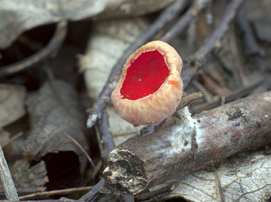 auf einem abgebrochenen Ästchen der Österreichische Prachtbecherling (Sarcoscypha austriaca).