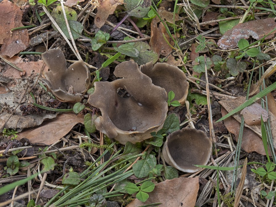 Man könnte diesen Pilz für einen Becherling halten, es ist aber die Schwarzweiße Becherlorchel (Helvella leucomelaena). Sie wächst im Frühling unter Kiefen