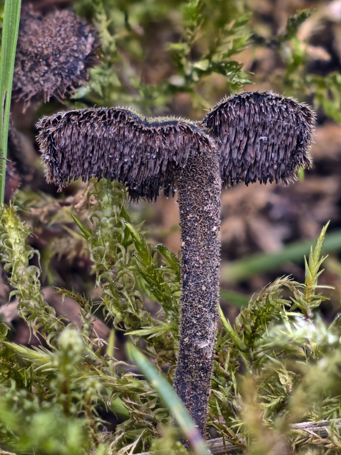 Auf einem im Boden vergrabene Kiefenzapfen unter den selben Kiefern der Ohrlöffelstacheling (Auriscalpium vulgare).