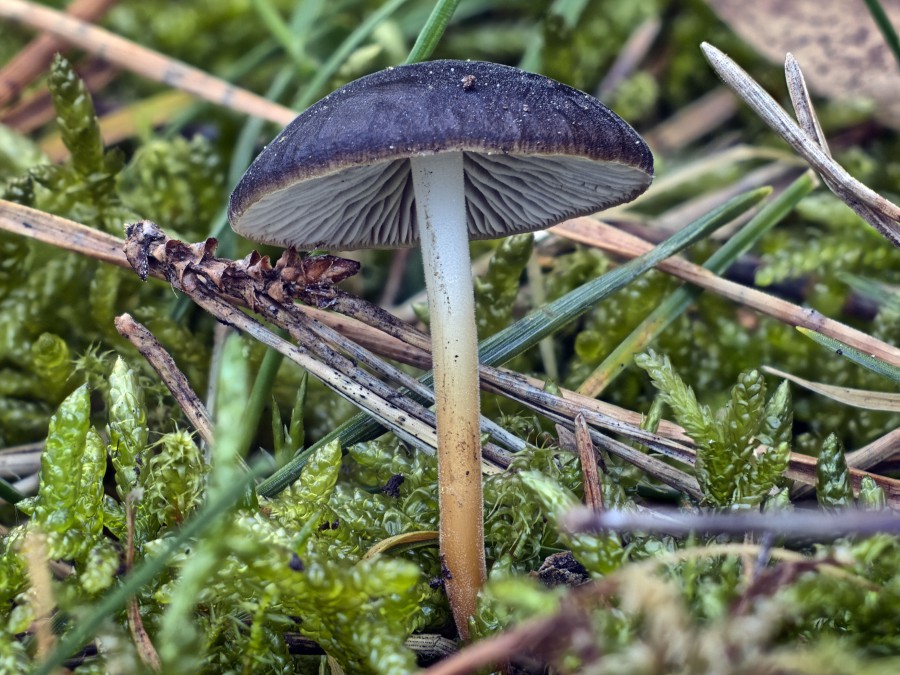 Der Bittere Kiefernzapfenrübling (Strobilurus tenacellus) der Rest des Zapfens einer Waldkiefer (Pinus sylvestris), auf der er gewachsen ist, ist im Bild nicht zu sehen. Die Geschmacksprobe war eindeutig bitter.