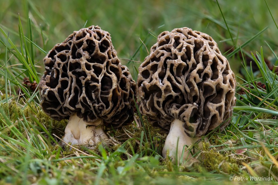 M. cf. vulgaris - Graue Speisemorchel vom 09.04.2021 (Finderin: C. Biermann), in Düren