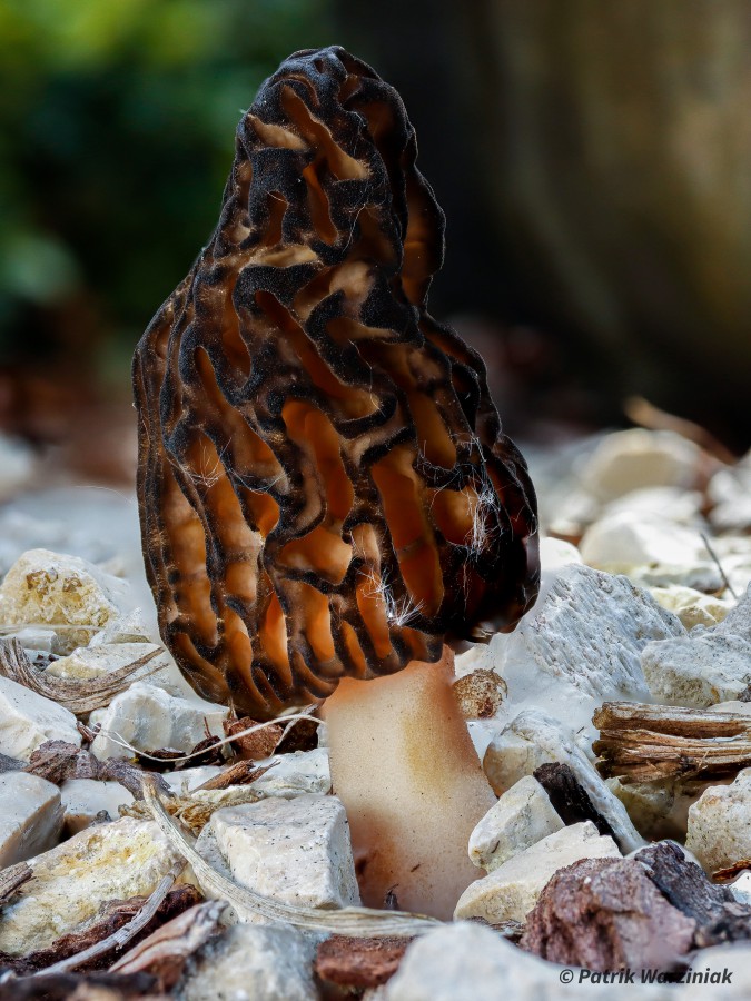 Morchella elata - Spitzmorchel vom 01.05.2021 (Finder: P. Warziniak), Friedhof in Düren-Rölsdorf