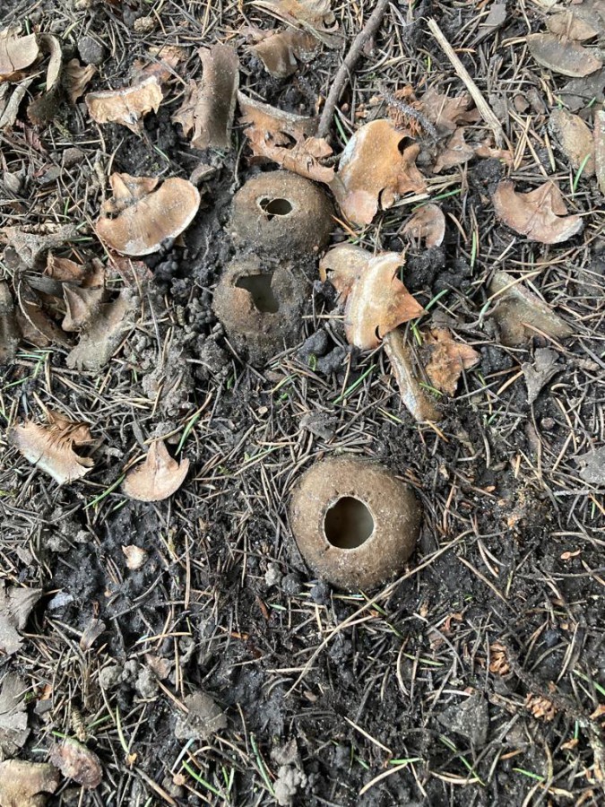 Der Zedernsandborstling (Geopora sumneriana) wurde erstmals unter einer Libanonzeder in Aachen Foto Dorothea Bauer gefunden. Unter Himalajazeder wurde er schon in früheren Jahren gefunden.