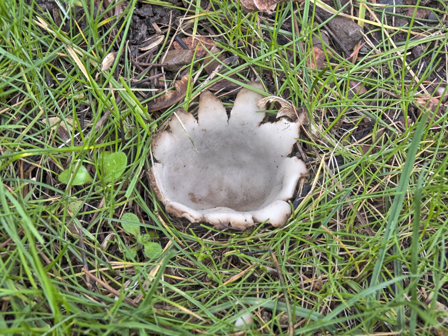 Zedernsandborstling (Geopora sumneriana) unter einer Himalazeder 01.04.2018 in Jülich Foto Robert Mohl