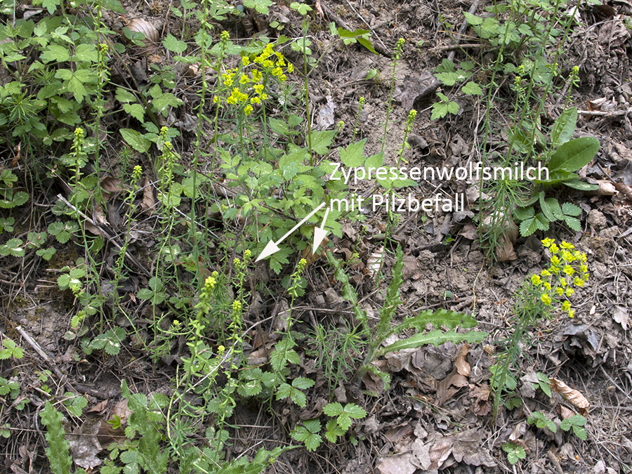 Pflanzen mit befall von Erbsenrost (Uromyces pisi)