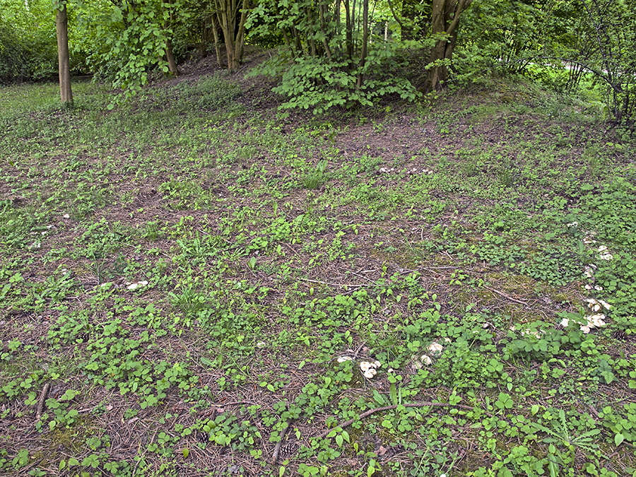 Hexenring des Mairitterlings (Calocybe gambosa)