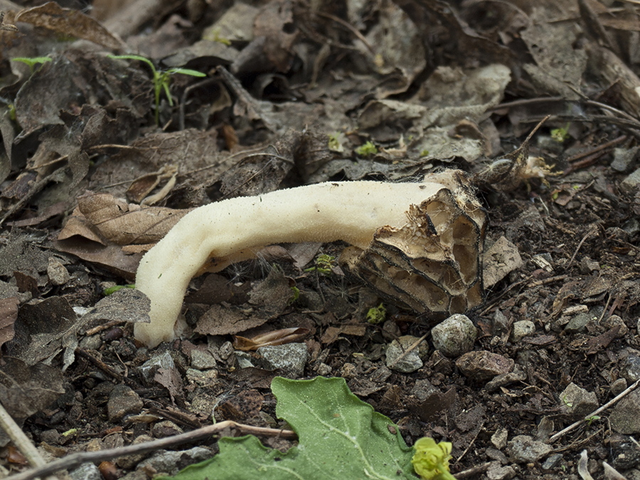 die Käppchenmorchel (Mitrophora semilibera)