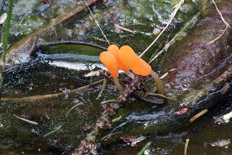 der Sumpfhaubenpilz (Mitrula paludosa)     <br />Foto Ralf Theisen