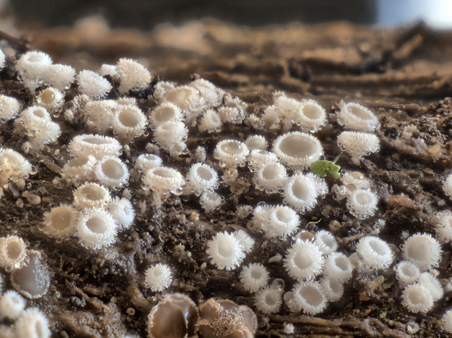 Das Weiße Haarbecherchen (Lachnum virgineum)