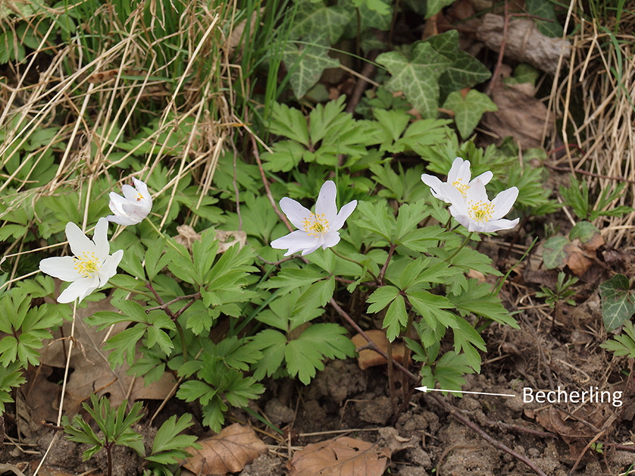 Gruppe vom Buschwindröschen (Anemone nemorosa) darunter ein Anemonenbecherling (Dumontinia tuberosa)(Pfeil)