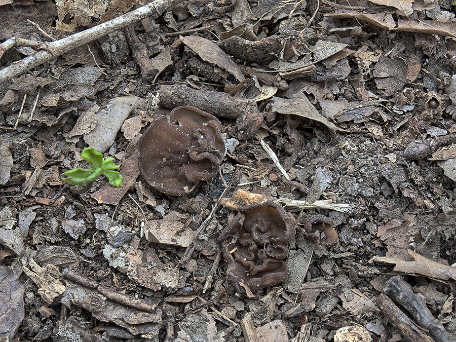 Anemonenbecherling (Dumontinia tuberosa) in einem Eichen-Buchenwald