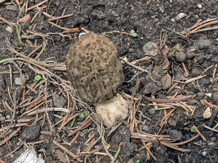 Spitzmorchel (Morchella conica) in einem Garten bei Rindenmulch