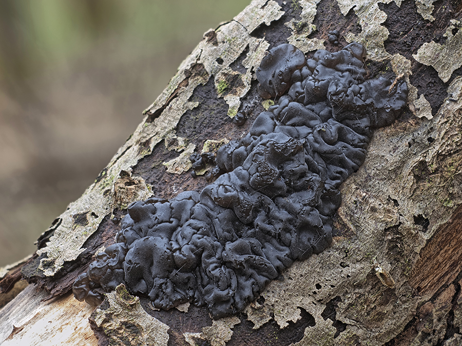 Warziger Drüsling (Exidia nigricans)