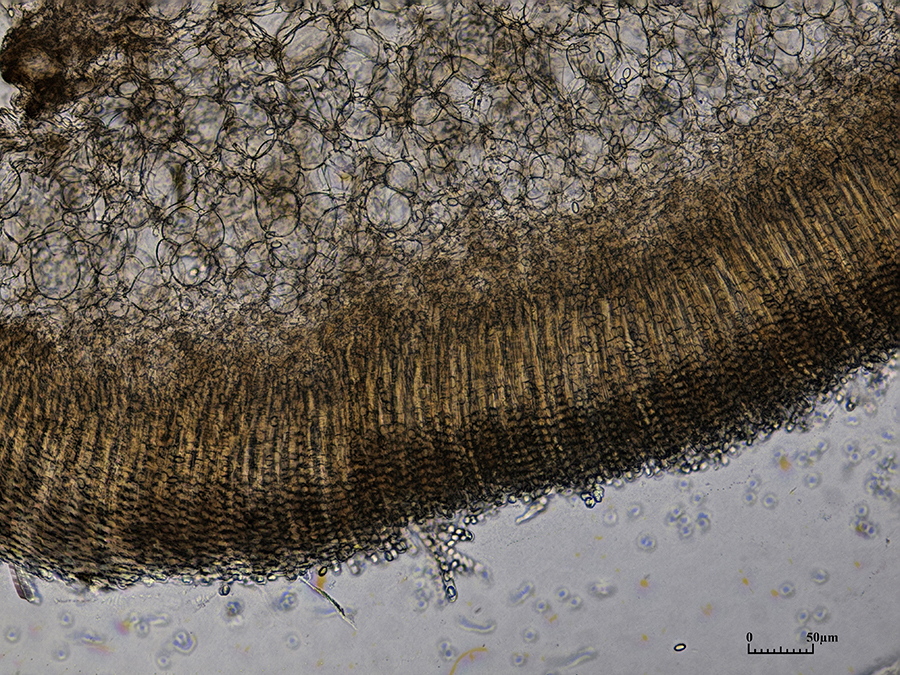 Querschnitt durch den Fruchtkörper. Gut zu sehen die Zellschicht des Pilzfleisches und die mit Sporen gefüllten Schläuche (Asci) in Wasser. Schläuche (Asci) ~ 190 µm lang