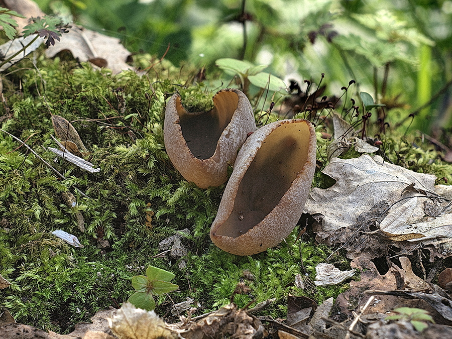 Zwei Fruchtkörper des Buchwaldbecherlings (Peziza arvenensis) auf  einem toten Baumstamm