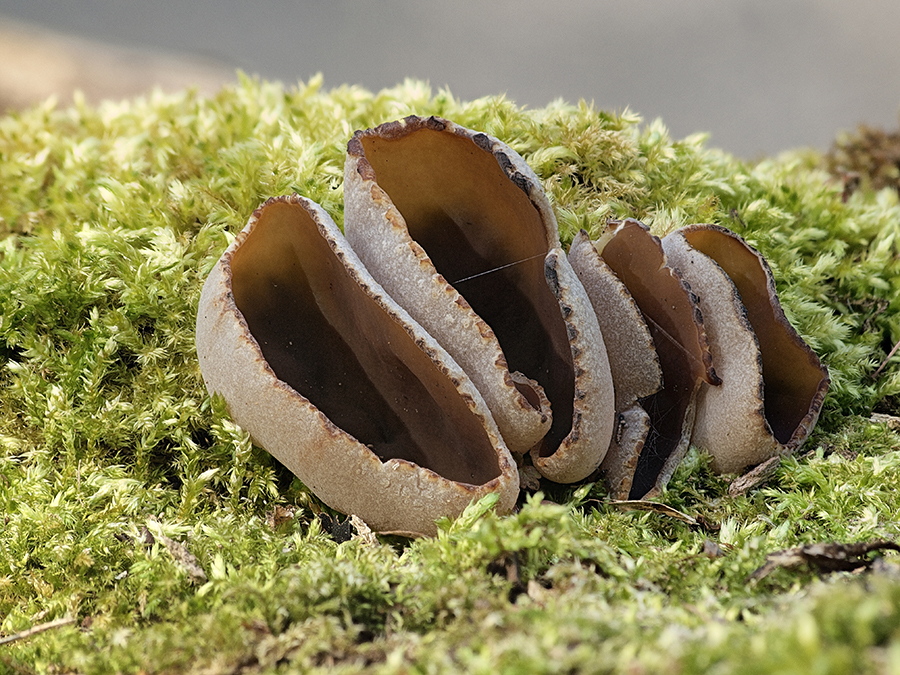 kleines Grüppchen des Buchenwaldbecherlings (Peziza arvenensis) auf dem gleichen Baumstamm